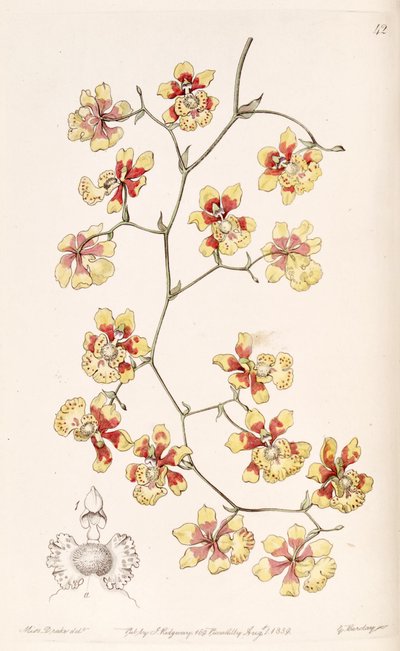 Oncidium divaricatum by Miss Drake